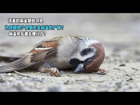 自來鳥麻雀|【鳥飛 入 屋 風水】鳥飛入屋必看！風水大師解析自來鳥的神秘玄。